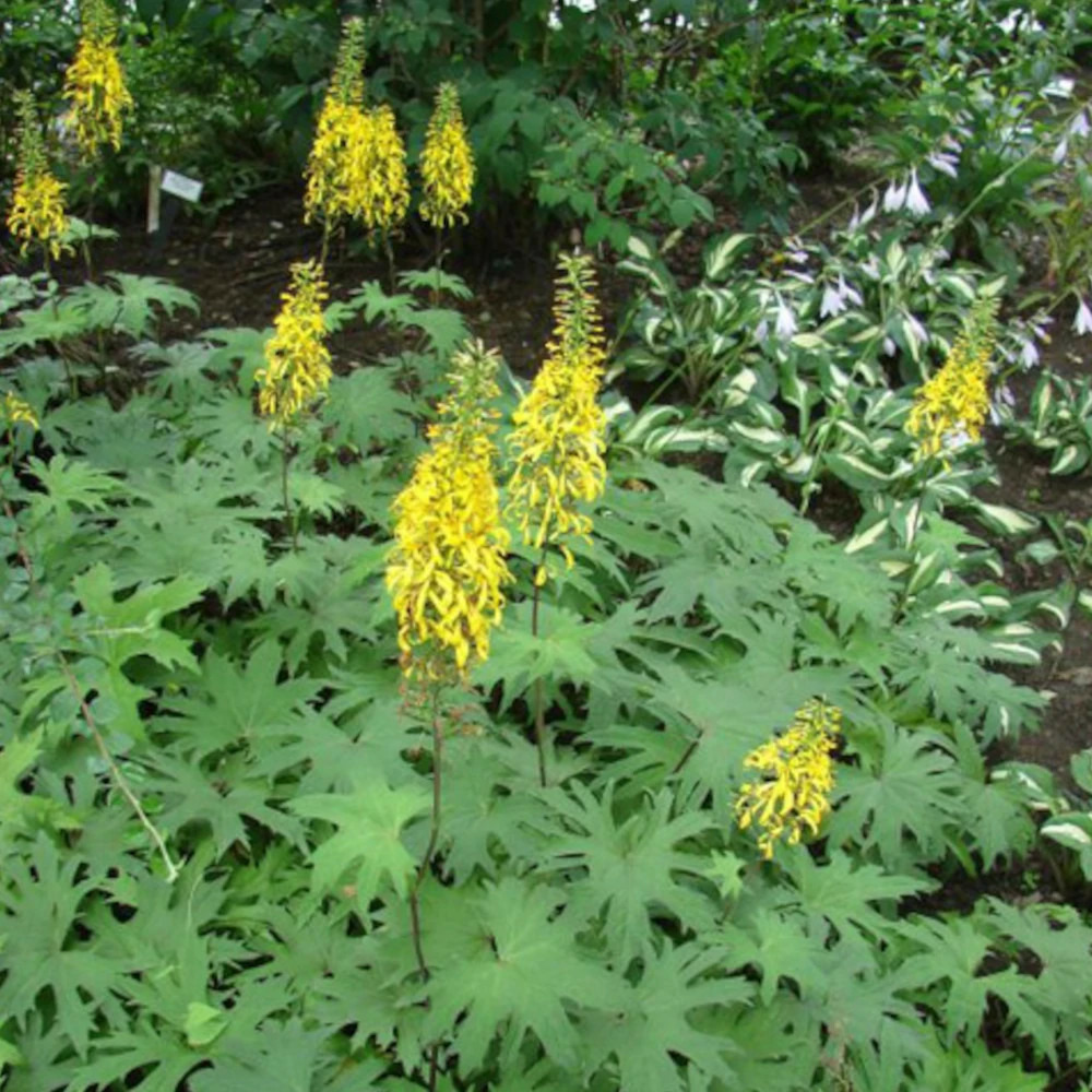 Ligulaire de przewalskii lot de 9 godets