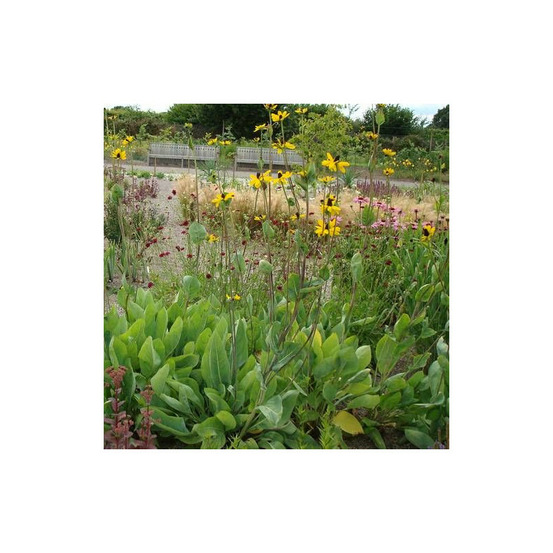 Rudbeckia géante lot de 9 godets