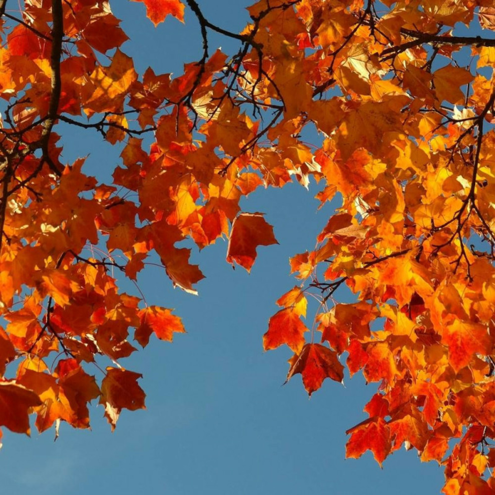 Érable plane, acer platanoides pot de 30l - tige 10/12- 175/200 cm