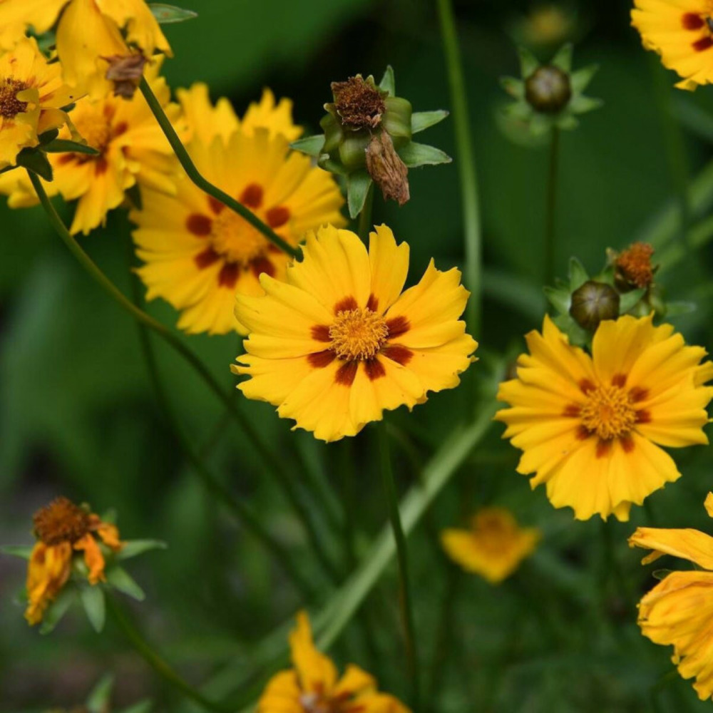 Coréopsis rotkehlchen, coréopsis à feuilles lancéolées lot de 3 godets