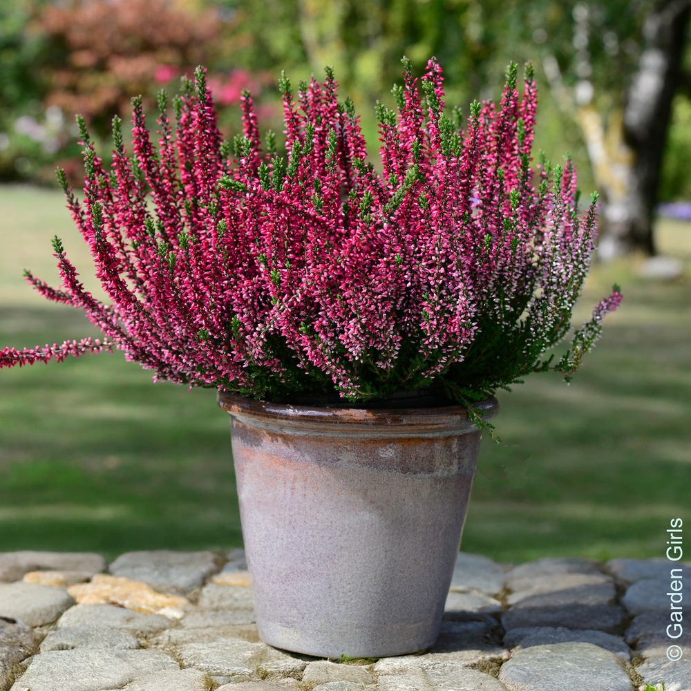 3 bruyères d'été - les 3 pots / 8cm, vendu par lot de 2