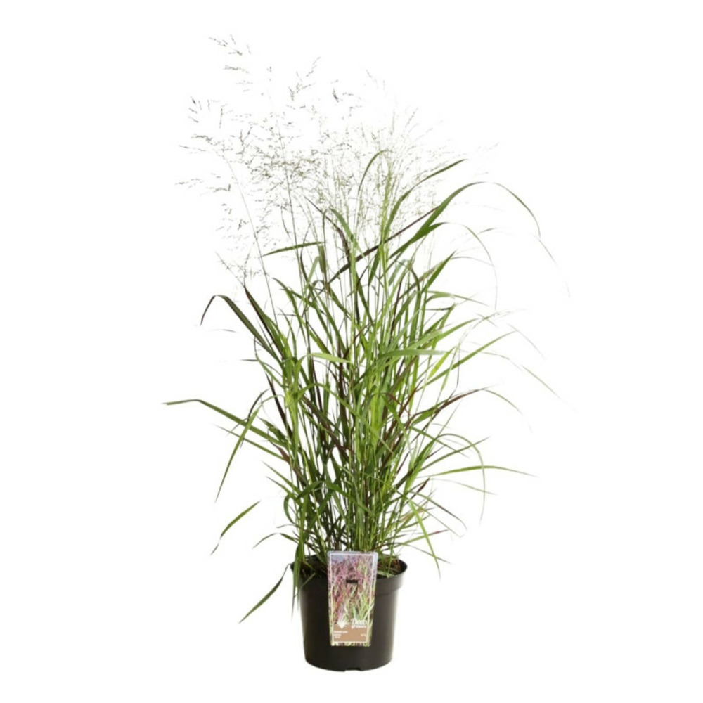 Panic érigé squaw - panicum virgatum squaw 100/120 cm pot 7,5l