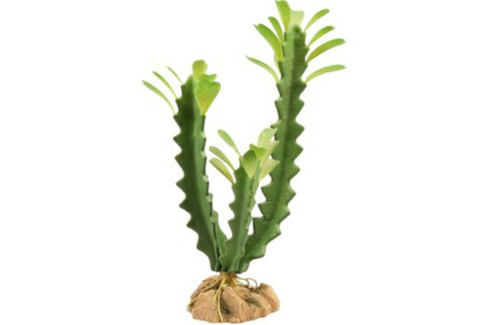 Naturalistic desert flora - euphorbia - décor pour reptiles