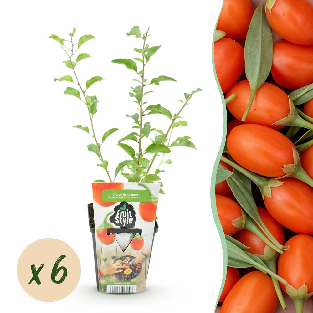 Baie de goji - lot de 6 - pot 9 cm - hauteur 35 cm