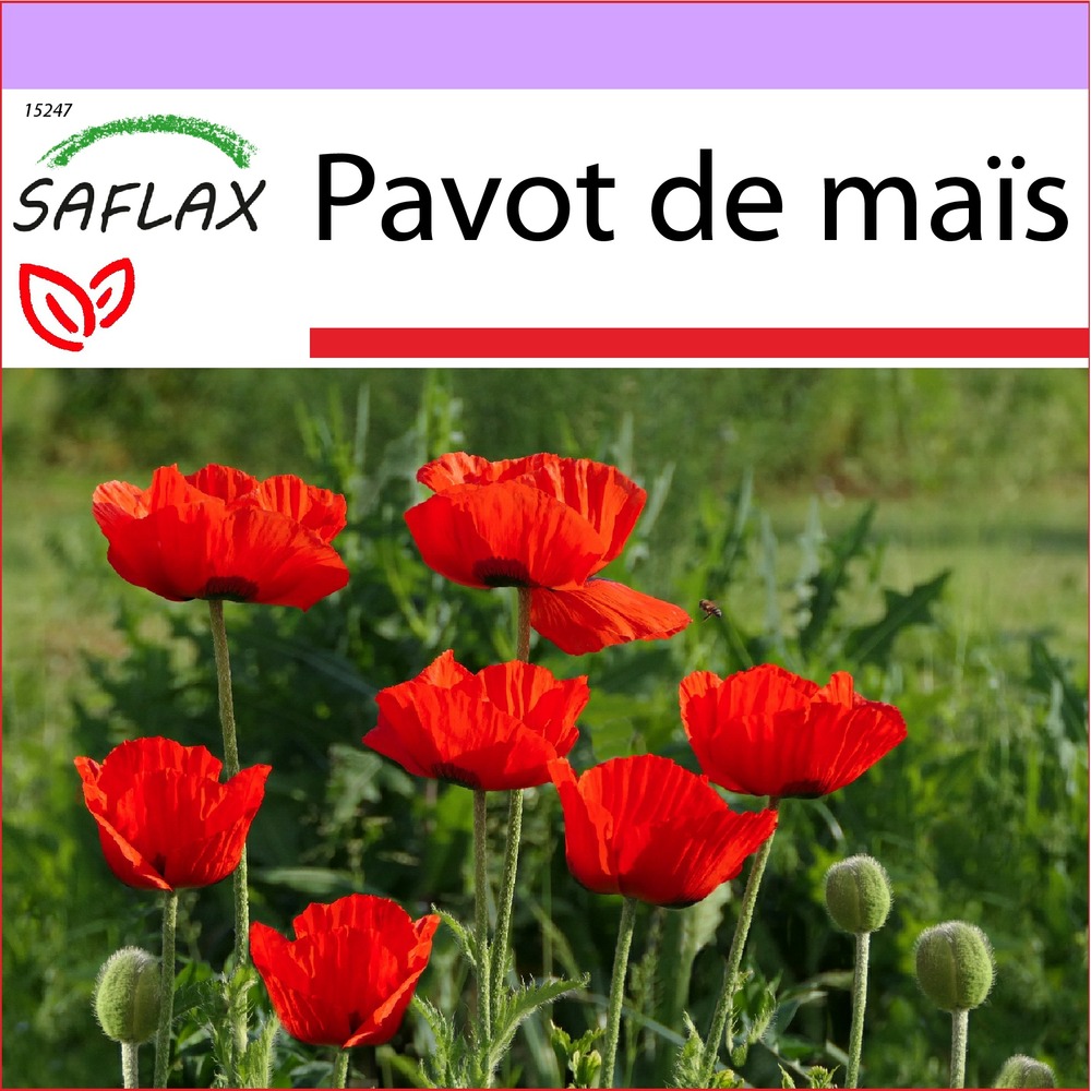 Pavot de maïs - 27000 graines - papaver rhoeas