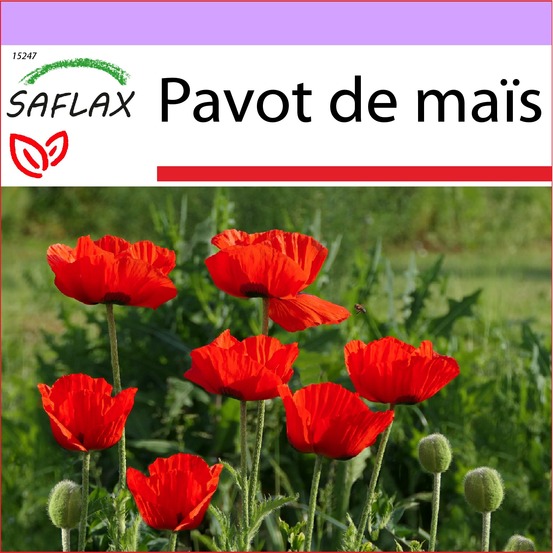 Pavot de maïs - 27000 graines - papaver rhoeas