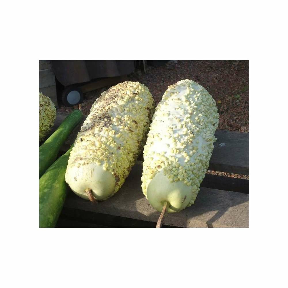 Graines de courge verruqueuse de l'ile maurice