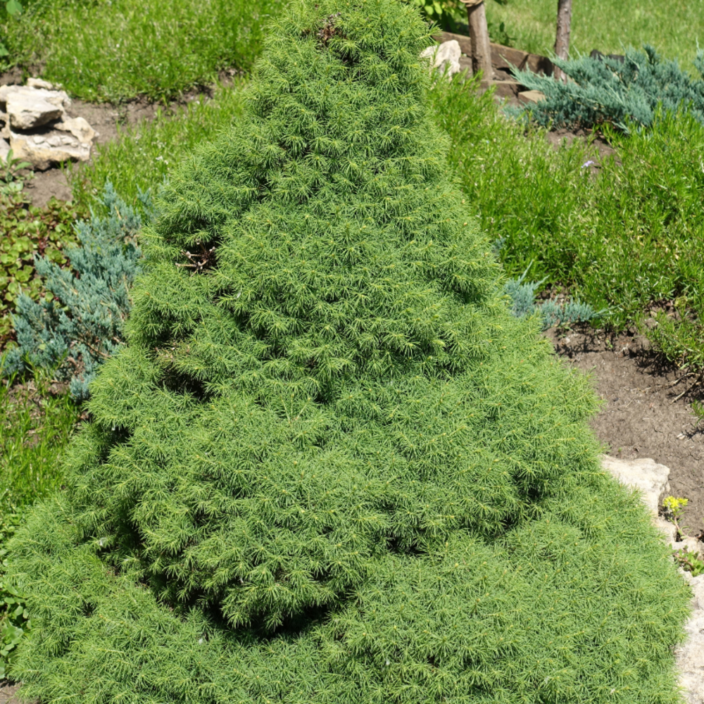 Épicéa blanc conica - picea glauca conica 40/60cm