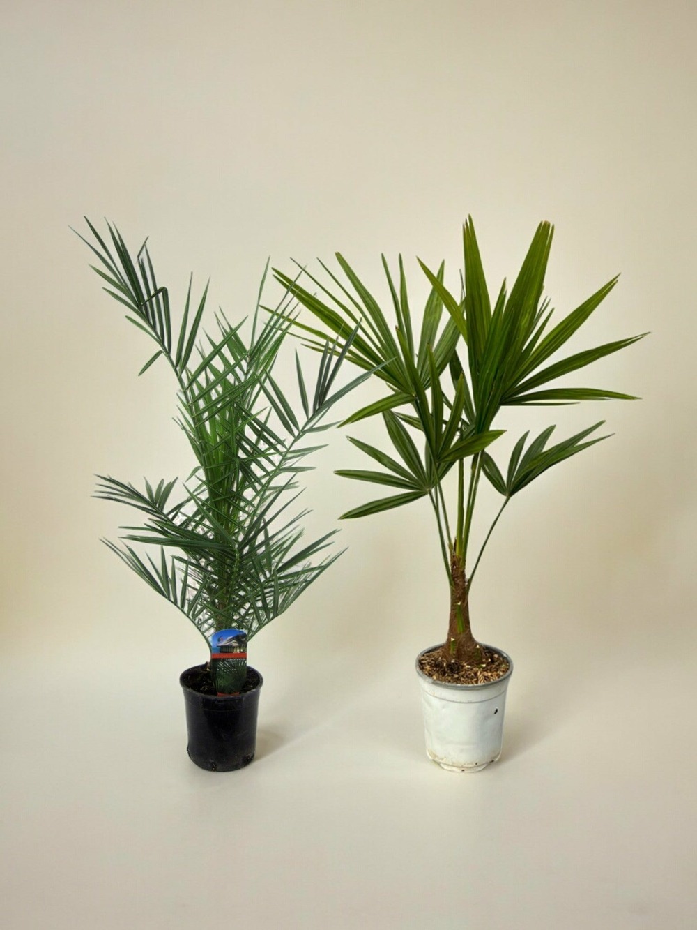 Palmier des canaries et palmier de chine (phoenix canariensis & trachycarpus fortunei) 'duo'