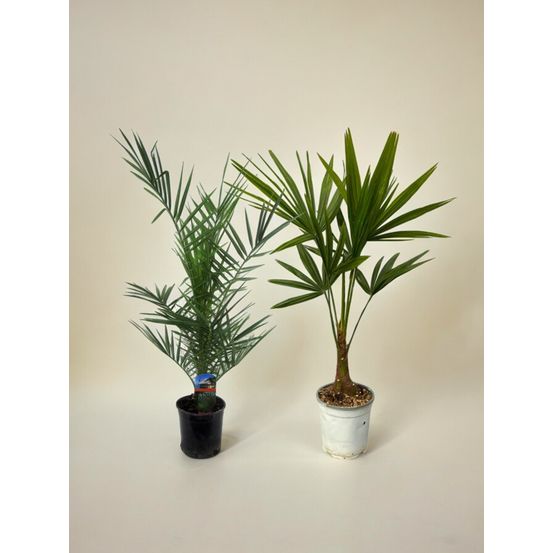 Palmier des canaries et palmier de chine (phoenix canariensis & trachycarpus fortunei) 'duo'