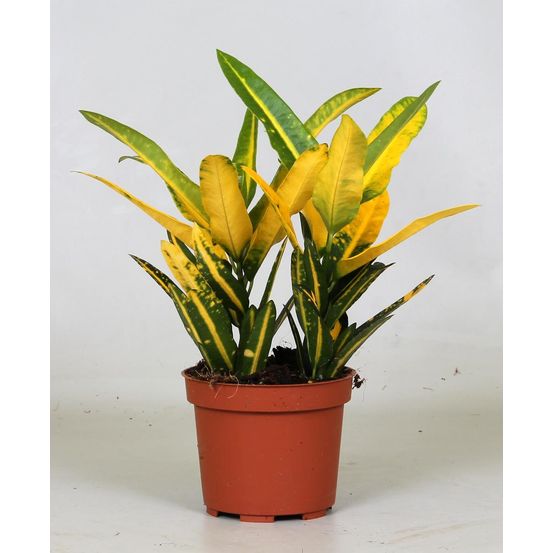Croton sunny star - ø12cm - ↕30cm - plantes d'intérieur