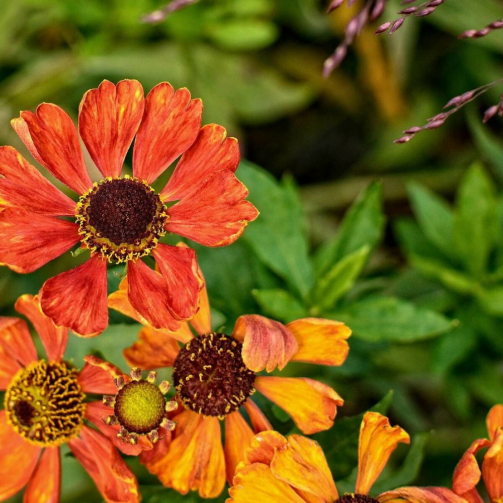 Hélénie waltraut, helenium lot de 5 godets