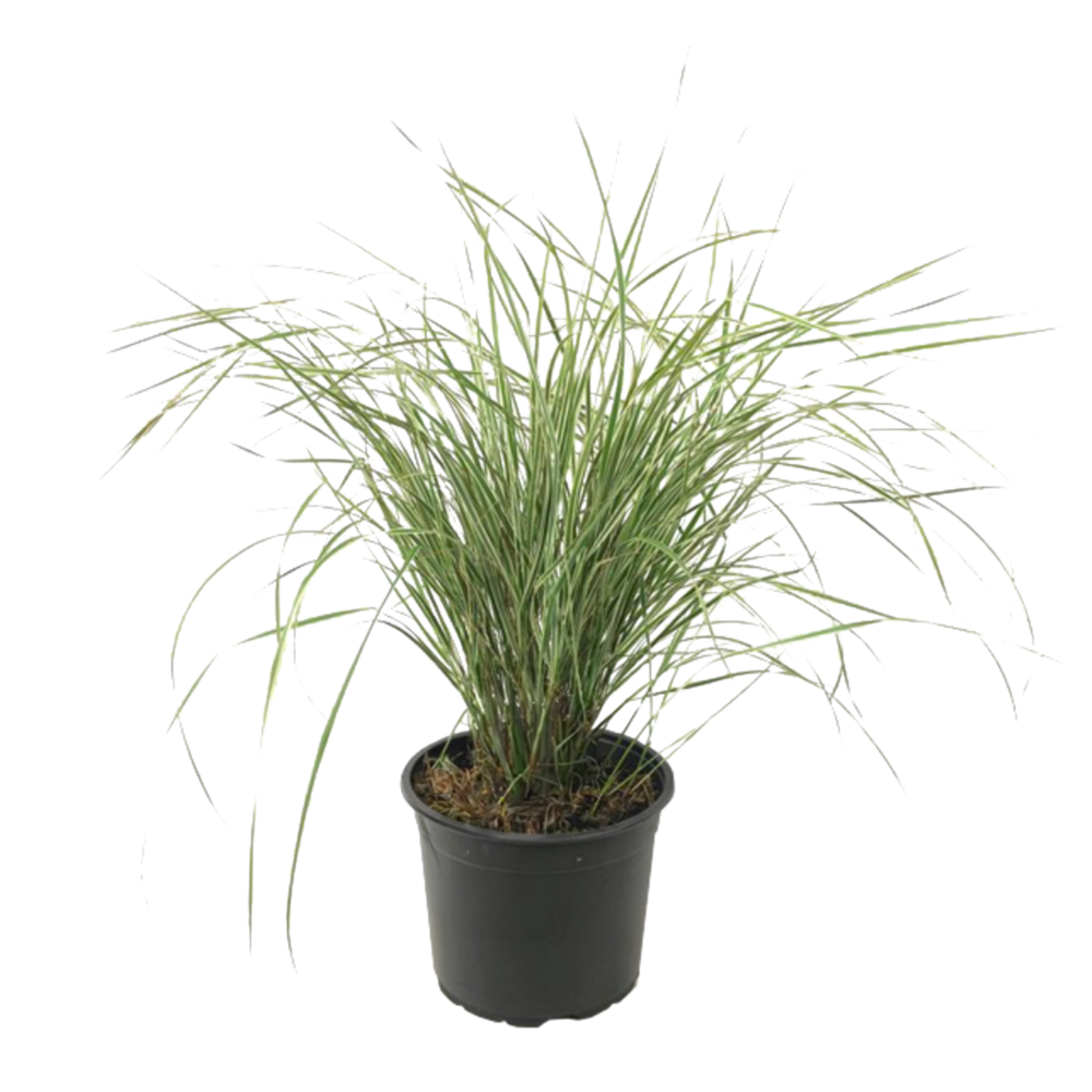 Calamagrostide - calamagrostis acutiflora 'overdam' - hauteur 20-30cm - ⌀23cm