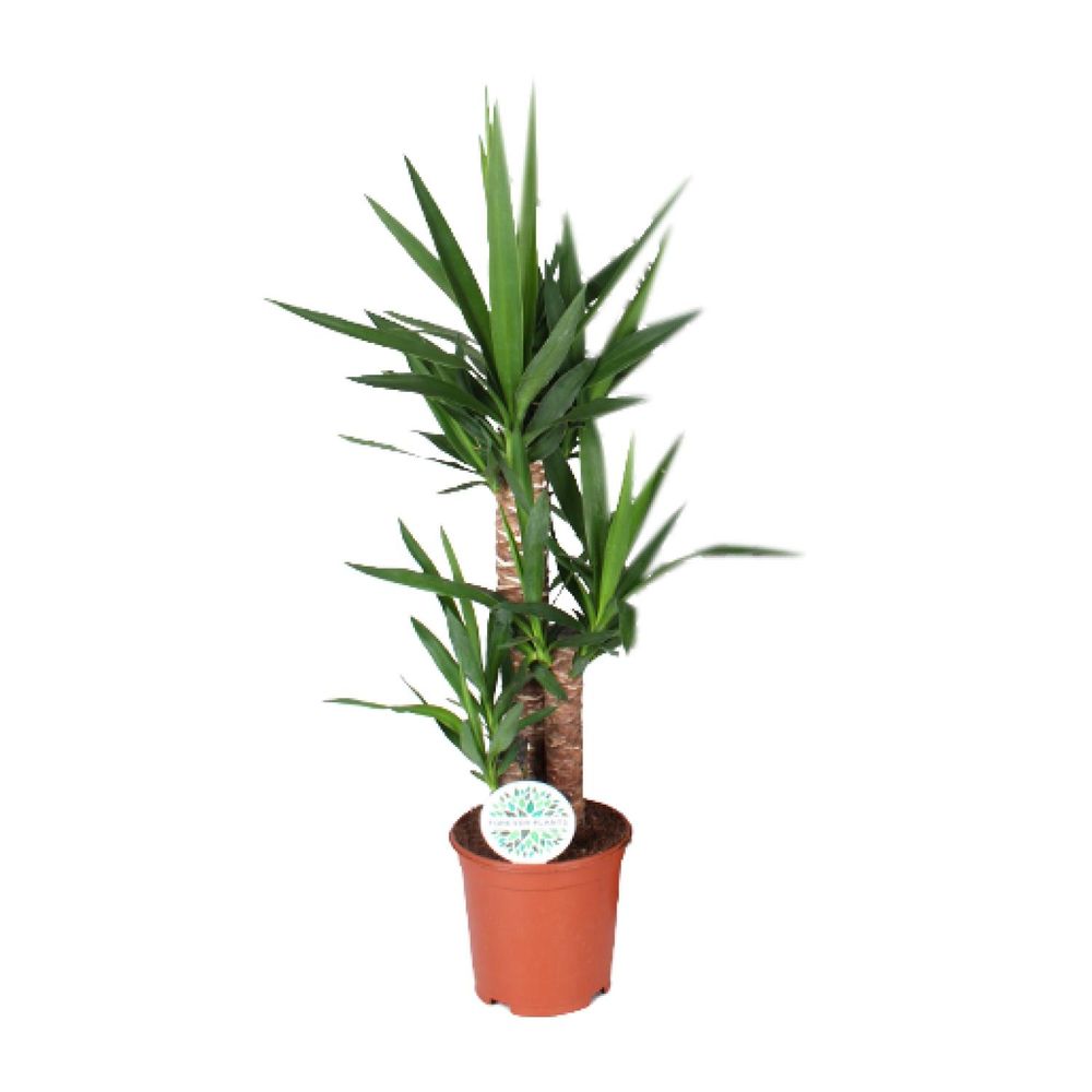 Yucca - ø21cm - ↕90cm - plantes d'intérieur