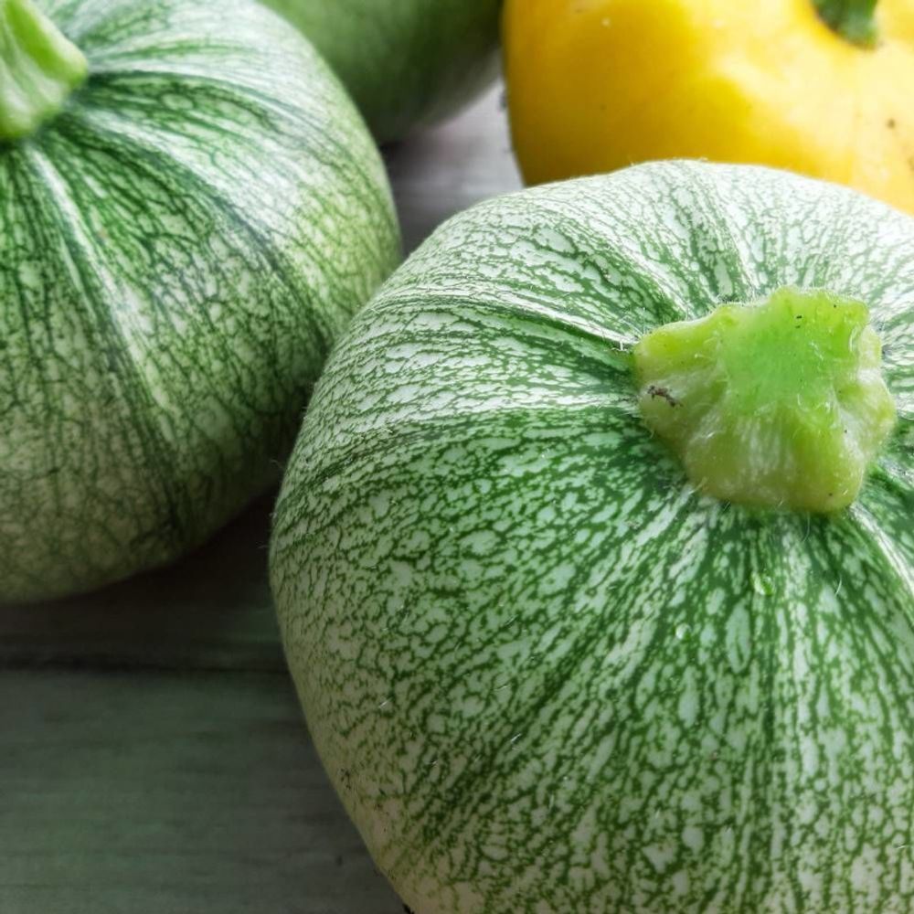 Graines de courgette de nice - vilmorin sachet
