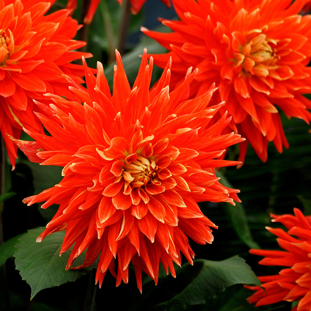 Dahlia semi-cactus 'vulcan' bulbe calibre i