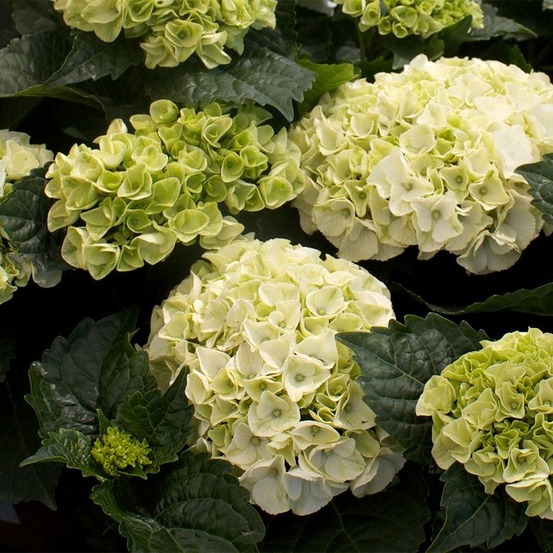 Hortensia - hydrangea macrophylla wudu