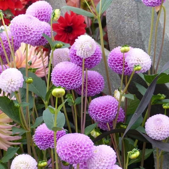 Dahlia pompon 'franz kafka' bulbe calibre i