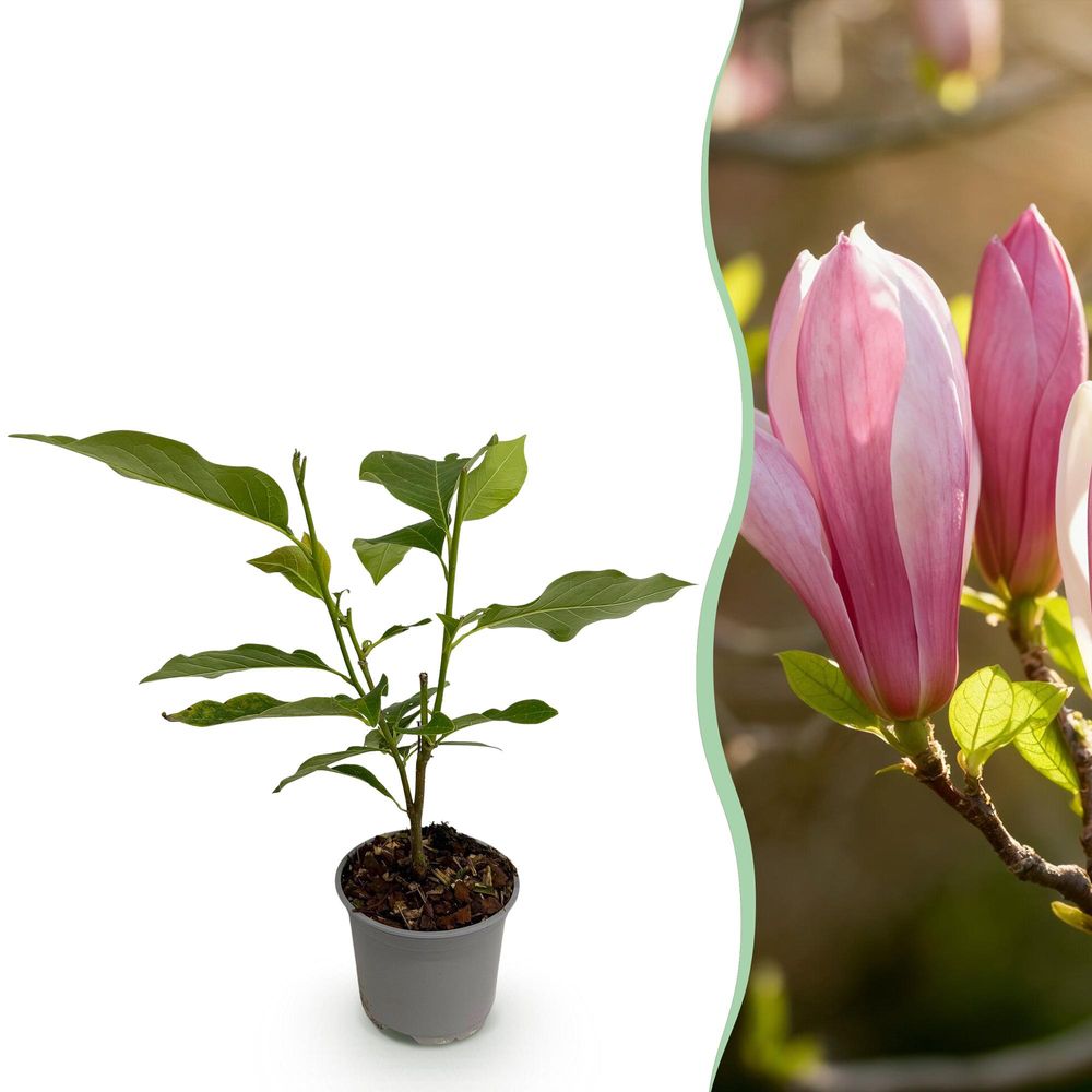 Magnolia 'ricki' - pot 12 cm - hauteur 30 cm - plante d'extérieur
