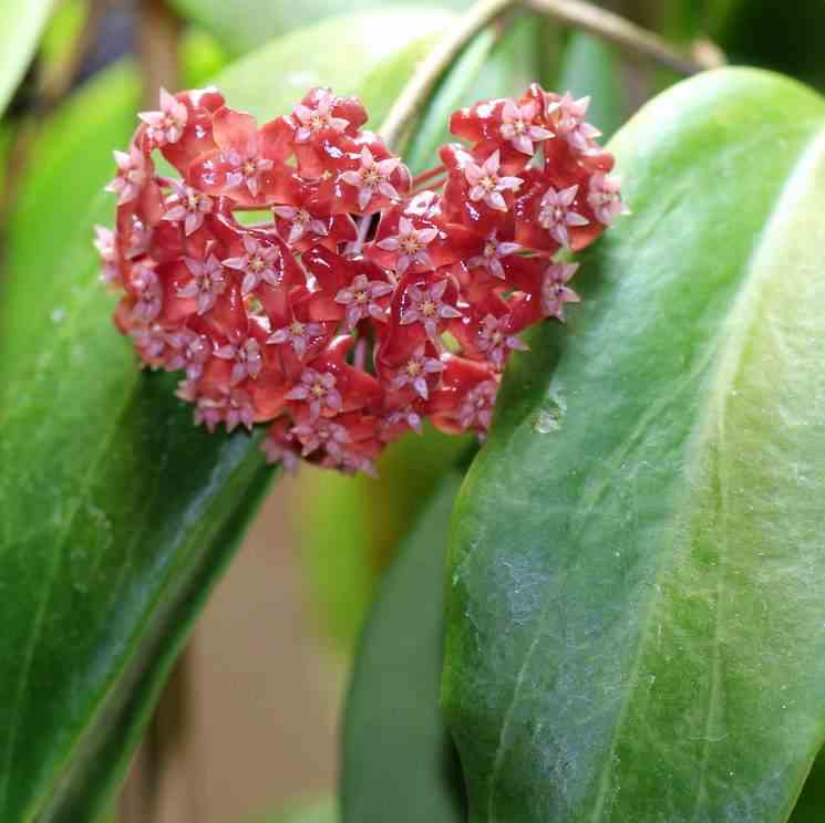 Hoya ilagiorum (fleur de porcelaine, fleur de cire)   rouge - taille pot de 2 litres - 20/40 cm