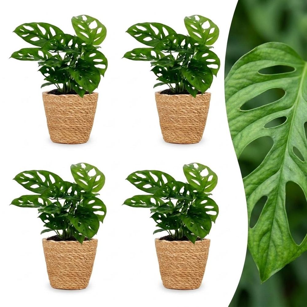 Monstera adansonii - avec panier - lot de 4 - ø12cm - ↕25cm - plante d’intérieur