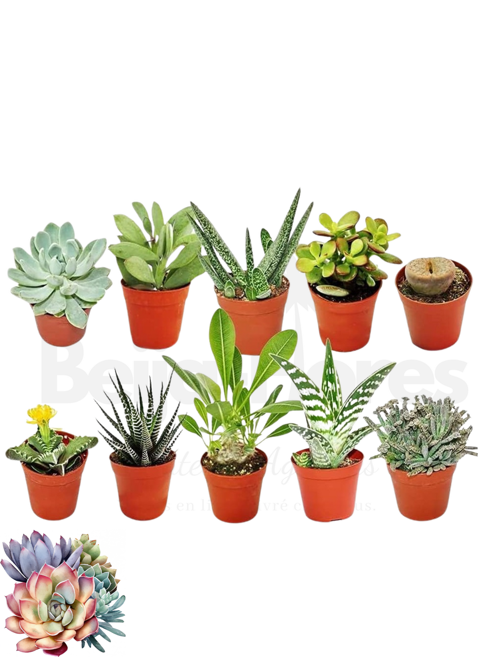 Succulentes mélange de 10 pots h-7/15cm