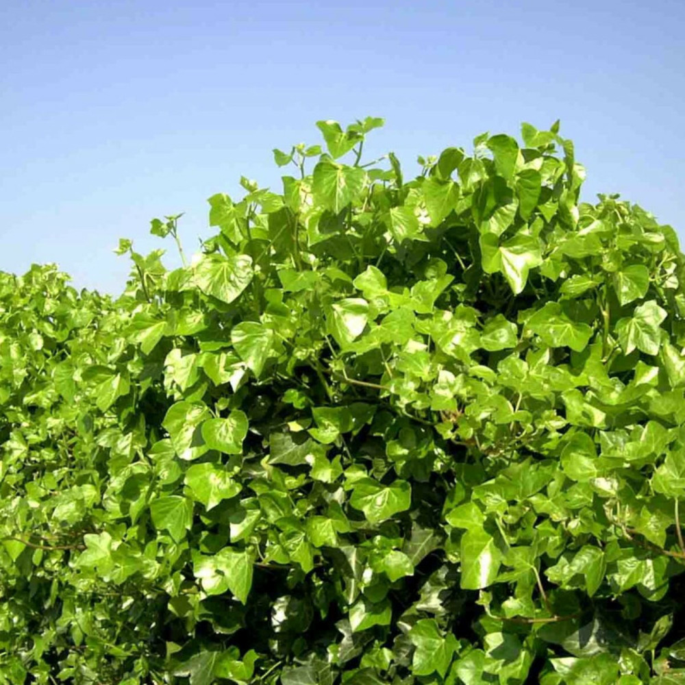 Lierre d'irlande hibernica pot de 1,5l - tuteur bambou 30/60 cm