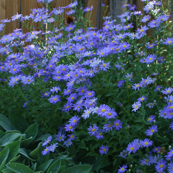 Aster grand d'automne 'audrey' godet de 8/9 cm