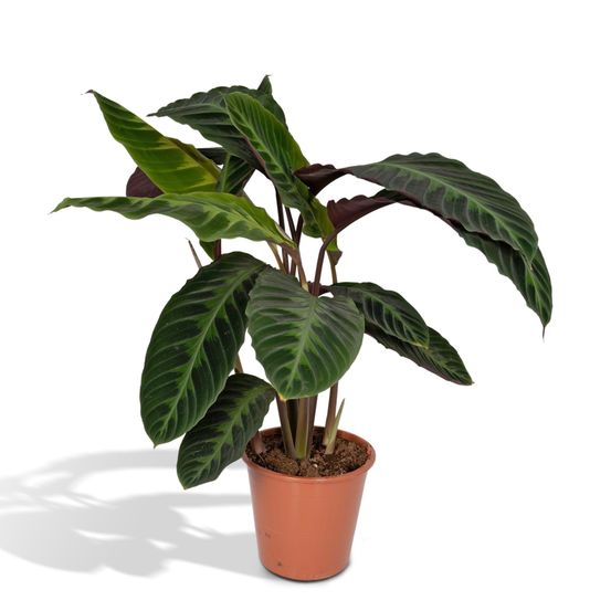 Calathea warscewiczii - plante paon - ø19cm - ↕70cm - plantes d'intérieur
