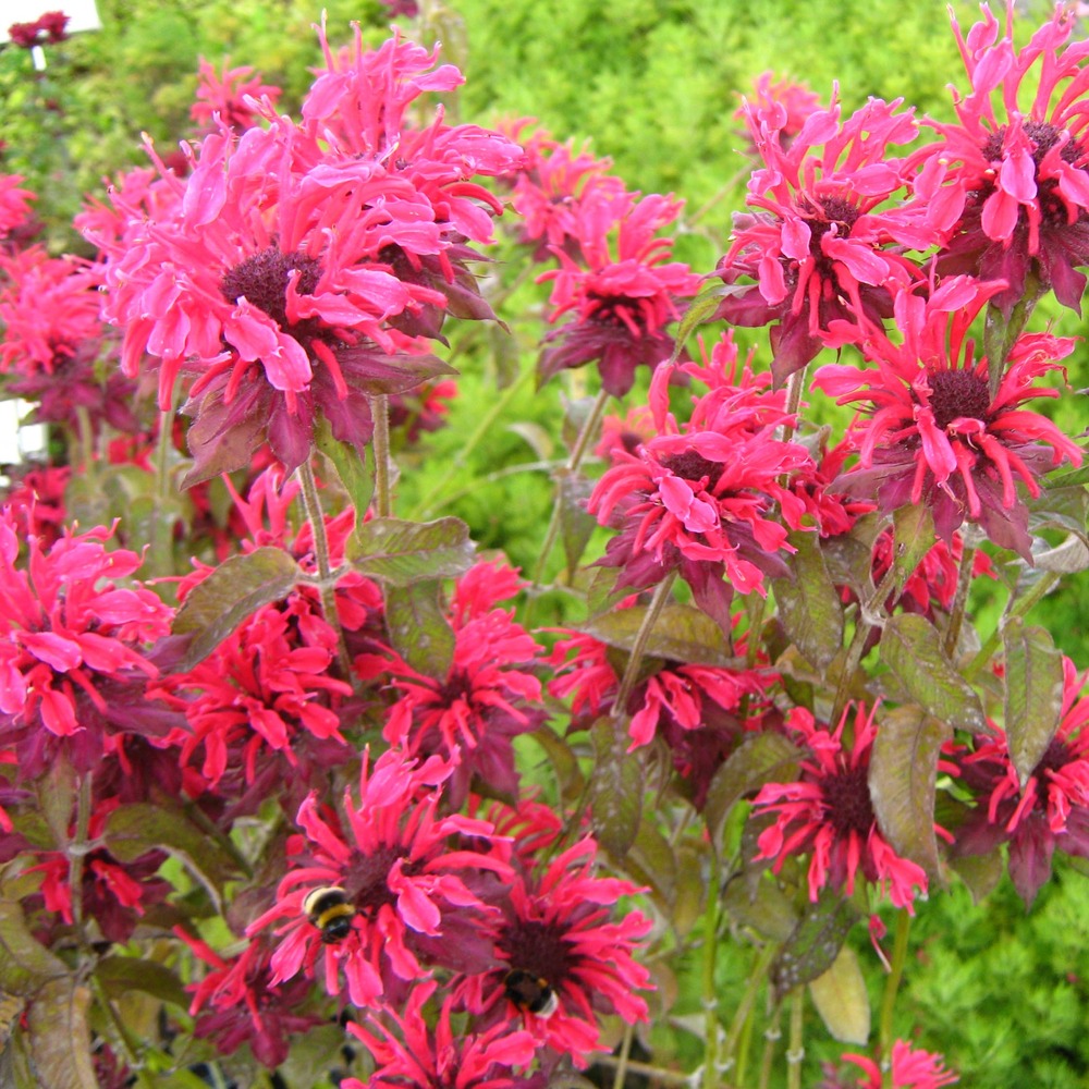 Monarde 'feuerschopf' godet de 8/9 cm