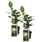 Théier - camélia 'sinensis' lot de 2 - plante d'extérieur et pot de culture ⌀10.5 cm - 45 cm