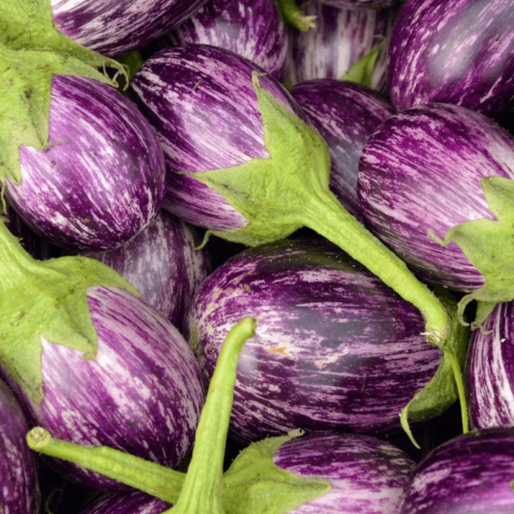 Plant d'aubergine rania godet