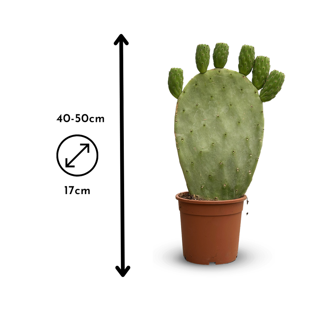 xxl cactus Gymno Cactus 'Spineless' Bridge XL Cactus House Plant in 10cm Pot – Plants  For All Seasons main image 0