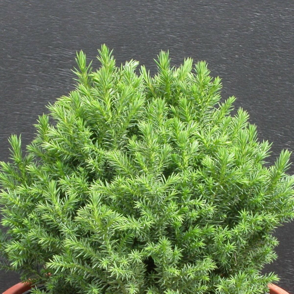 Cèdre du japon little champion, cryptomeria pot de 5l - 20/30 cm
