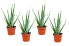 Aloe vera - set de 4 - succulentes - ⌀10,5cm - hauteur 25-40cm