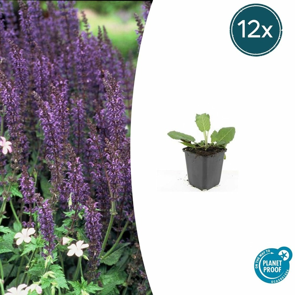 Sauge des bois 'mainacht' x12 – entre 0,75 et 1m2