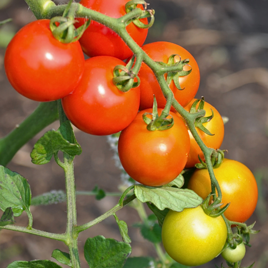 Plant tomate mix cocktail motte 7cm