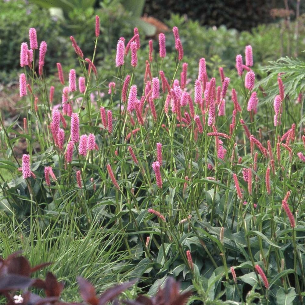 Renouée bistorte 'hohe tatra' godet de 8/9 cm