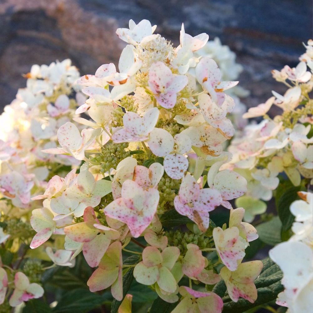 Hortensia paniculé 'tickled pink' pot de 7,5l/10l