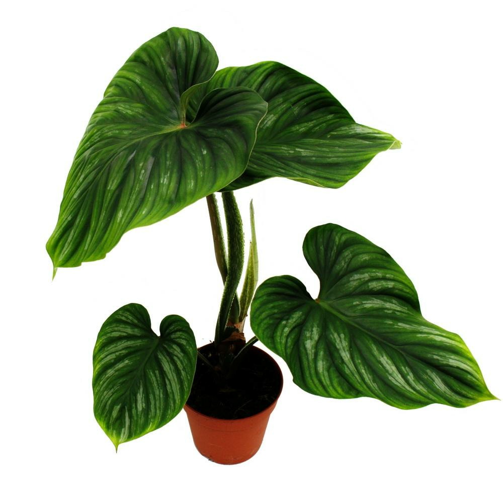 Philodendron plowmanii - l'ami de l'arbre argenté - pot de 15cm - rareté