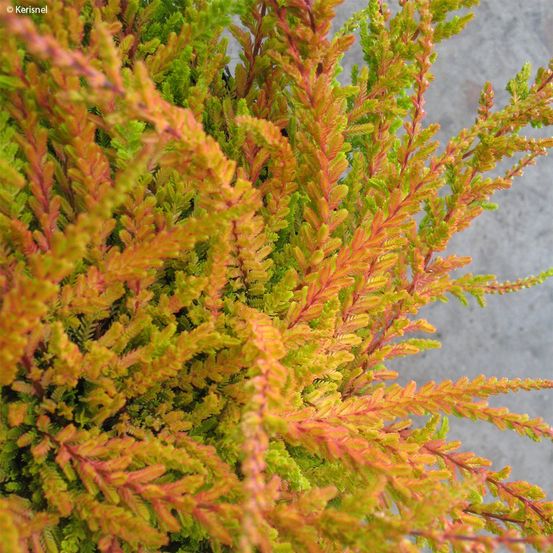 Bruyère commune, brande 'wickwar flame' pot de 2l/3l