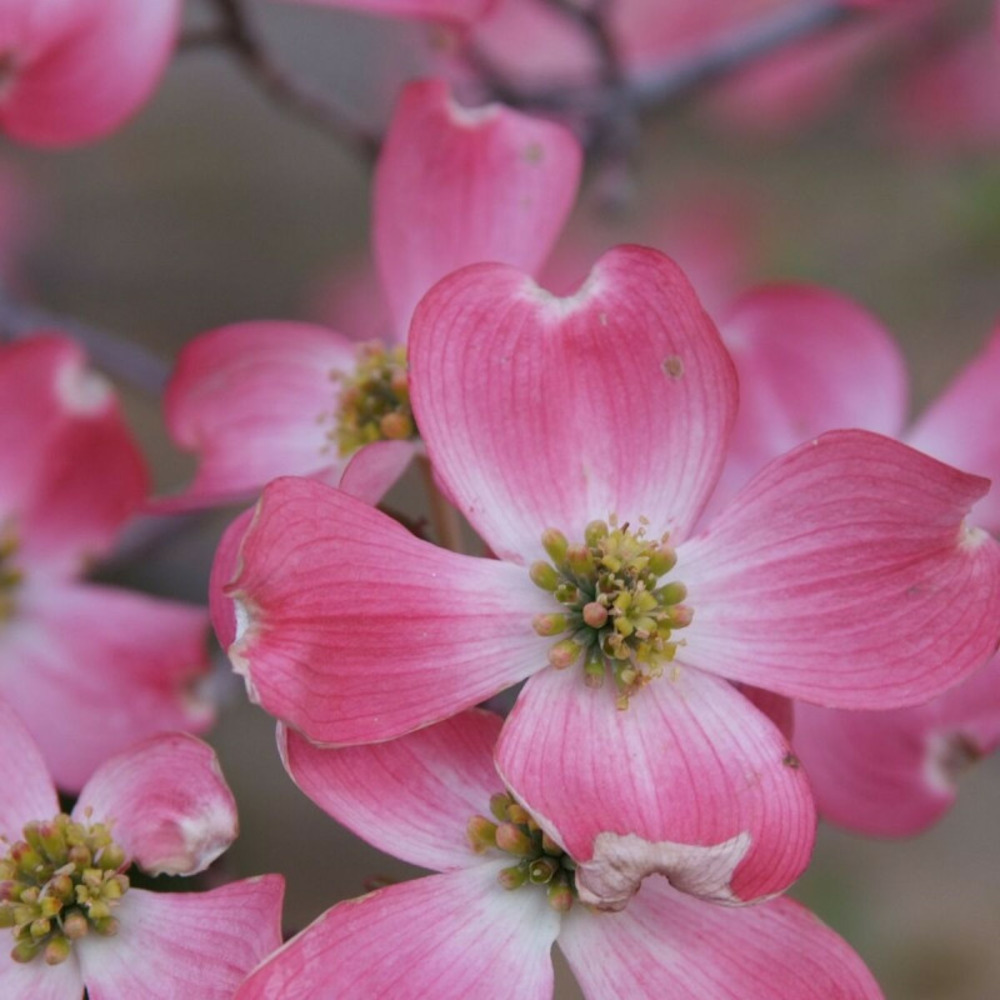 Cornouiller à fleurs d'amérique rubra, cornus pot de 4l - 40/60 cm