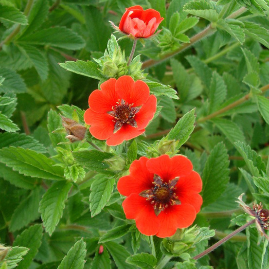 6 x potentille vivace 'gibson's scarlet' - potentilla 'gibson's scarlet' - godet 9cm x 9cm