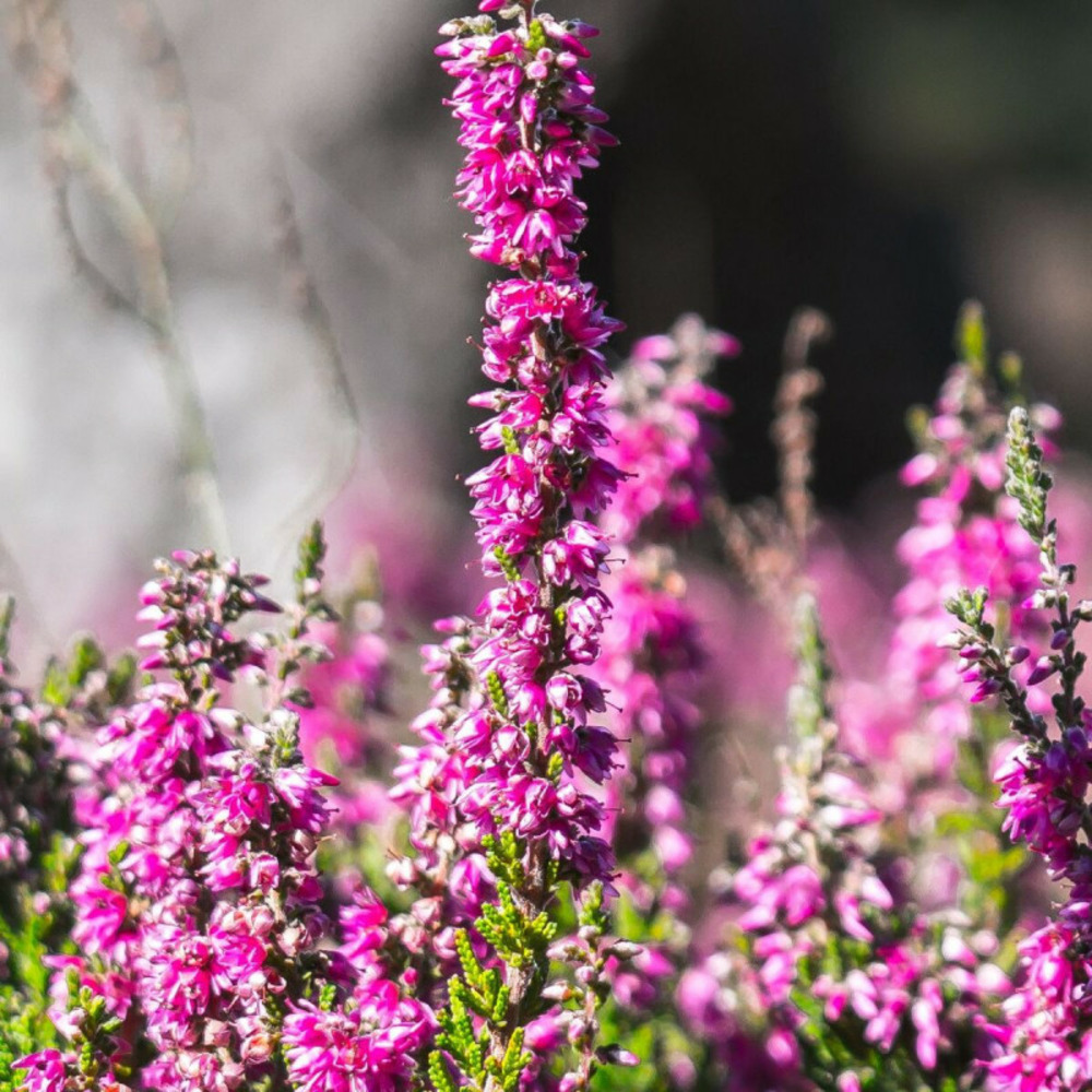 Bruyère d'été darkness godet - 5/20 cm