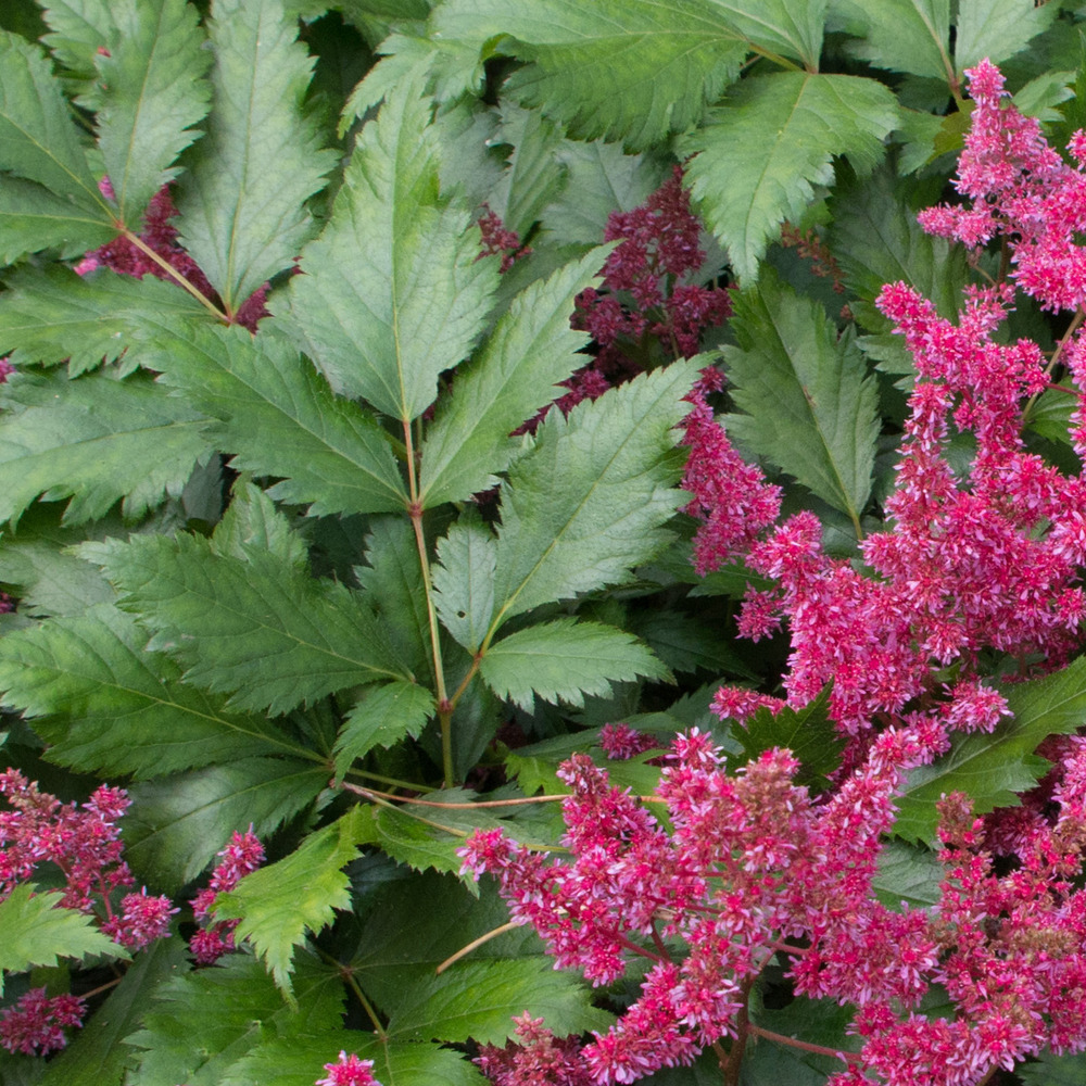 Astilbe du japon 'red sentinel' godet de 8/9 cm