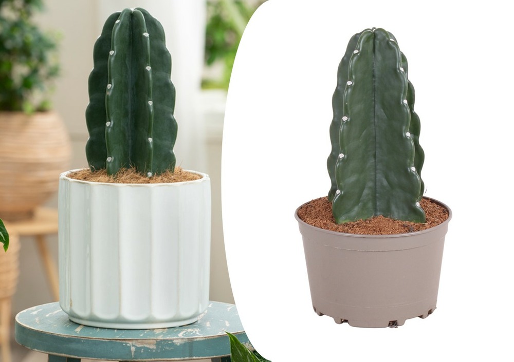Cereus jamacaru - cactus 'cuddly' - pot 18cm - hauteur 25-30cm