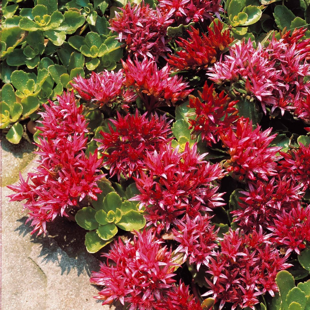 Sedum spurium fuldaglut - le pot / ø 9cm, vendu par lot de 4