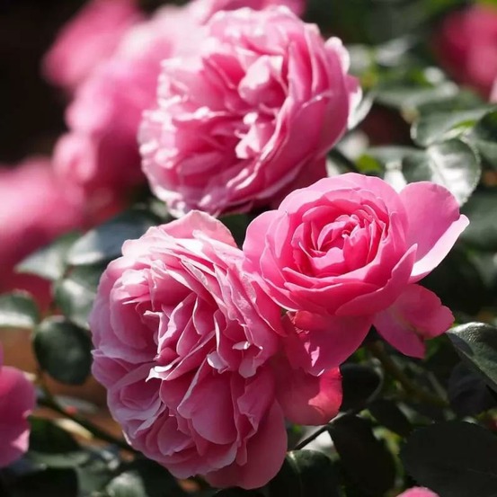 Rosier 'léonard de vinci®'