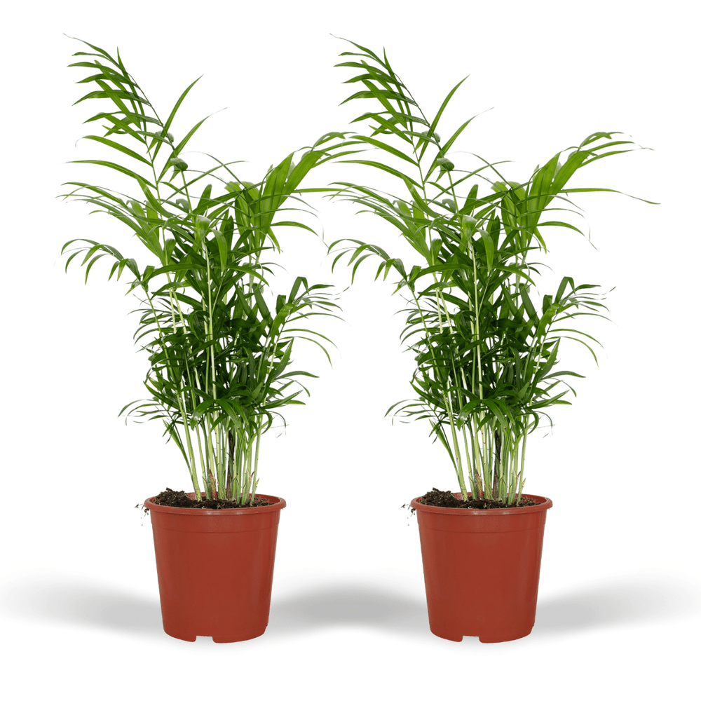 Chamaedorea elegans (palmier de montagne mexicain) - 2 pièces - ø17cm - ↕55cm - plantes d'intérieur