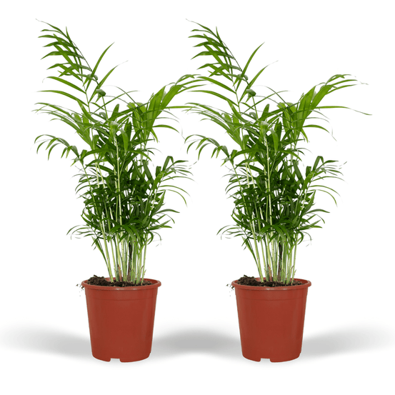 Chamaedorea elegans (palmier de montagne mexicain) - 2 pièces - ø17cm - ↕55cm - plantes d'intérieur